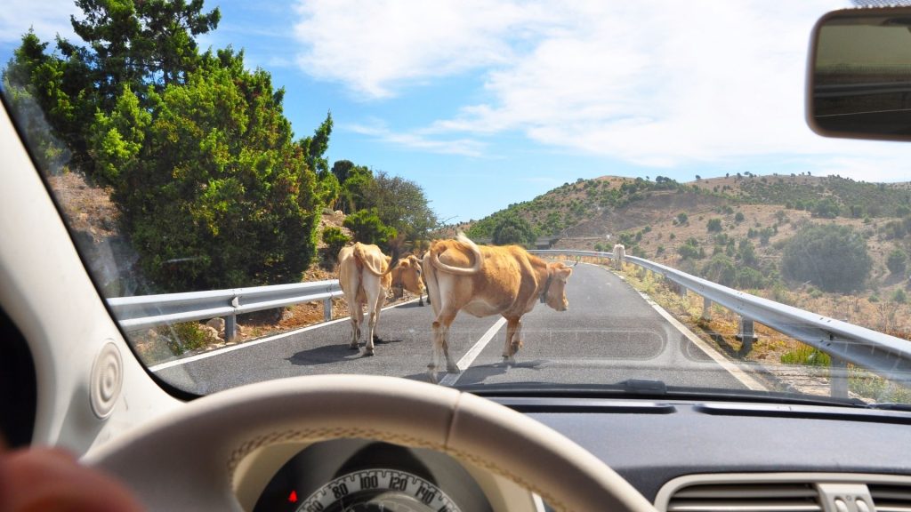 Car Accidents Caused by Livestock: Who is Liable?